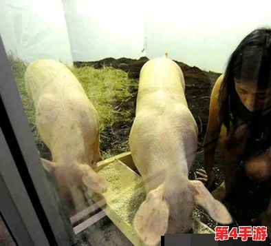 女人与公豬交交：驚爆農場秘聞!揭秘人獸之間不可告人的禁忌關係