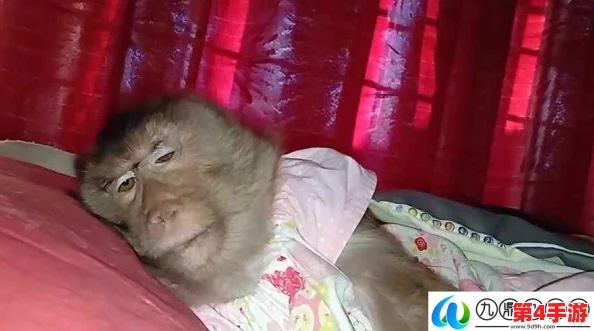 二人生猴子全程不盖被子图片大全,网友热评:搞笑又温馨的瞬间 二人生猴子全程不盖被子图片大全,网友热评:搞笑又温馨的瞬间
