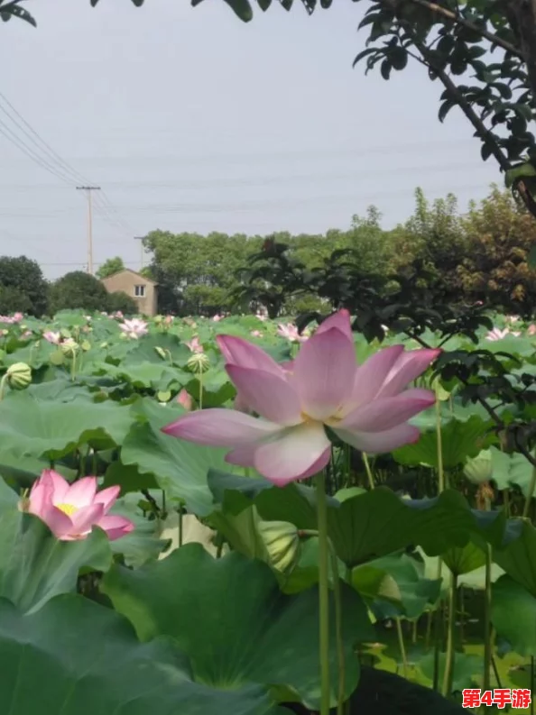 两人拔萝卜剧烈运动又疼又叫：为什么这种简单的活动会如此辛苦？