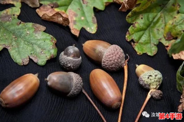 探索橡子屋:揭秘高效采集与培育多彩橡子的独特方法 探索橡子屋:揭秘高效采集与培育多彩橡子的独特方法