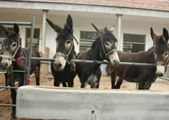 傻大壮长的驴一样的东西，让人忍俊不禁，感觉它的个性与外表形成了有趣的反差