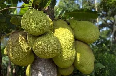 用户评价：菠萝蜜视频在线观看带来了全新的视听体验，内容丰富，深受大家喜爱！