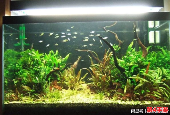 2024年度精选:沉浸式养鱼体验,热门单机水族箱手游大盘点与深度玩法分享 2024年度精选:沉浸式养鱼体验,热门单机水族箱手游大盘点与深度玩法分享