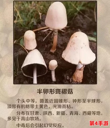 蘑菇黑料爆料：深入解析这些神秘食材的安全性和营养价值
