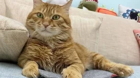 探寻燕云十六声秘境:猫猫花旋风隐藏地点全揭秘,解锁游戏新乐趣所在 探寻燕云十六声秘境:猫猫花旋风隐藏地点全揭秘,解锁游戏新乐趣所在