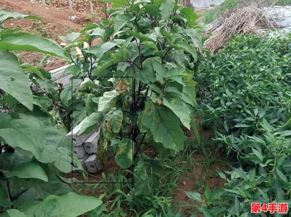 星露谷物语游戏中水壶缺水应急处理与高效补水技巧全攻略