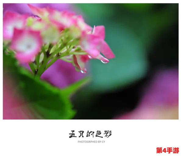 色五五月，绽放出生命的美丽和活力