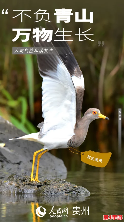 红桃视颏：探寻这种鸟类的独特魅力与生态习性之谜