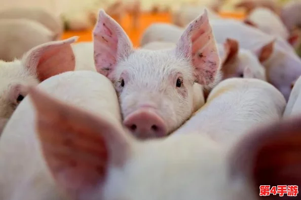 猪的又细又长像钻头一样,科学家发现这种特征可能与遗传变异有关,引发养殖业新关注 猪的又细又长像钻头一样,科学家发现这种特征可能与遗传变异有关,引发养殖业新关注