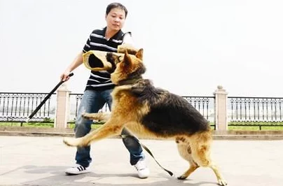 张警犬9分10秒头撞玻璃夸克,勇敢追击展现警犬忠诚与聪明,幸福生活在美好时光里 张警犬9分10秒头撞玻璃夸克,勇敢追击展现警犬忠诚与聪明,幸福生活在美好时光里