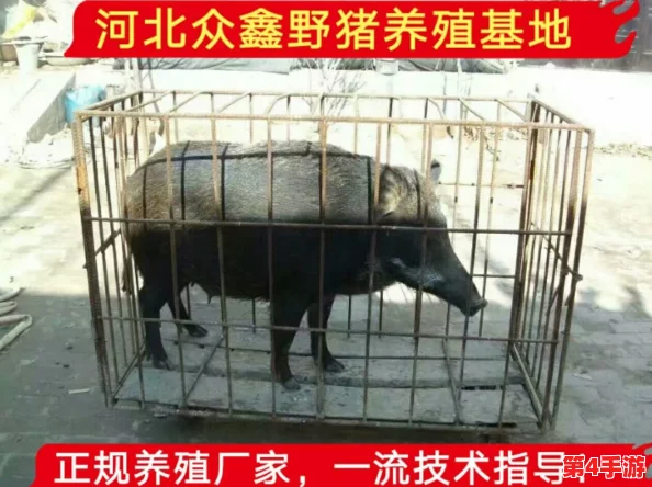 猪的又细又长像钻头一样，究竟是怎样的生物特征让它们如此独特？