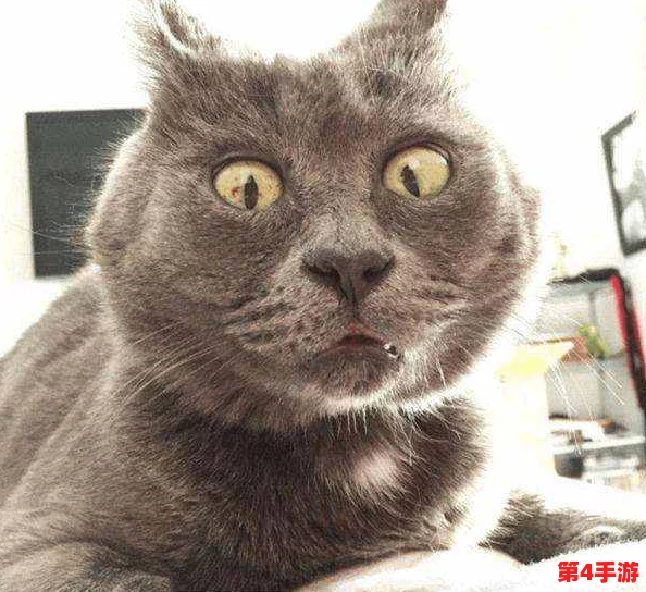 猫咪网最新地域网名是什么样的啊？带你了解各地独特风格与创意命名背后的故事！