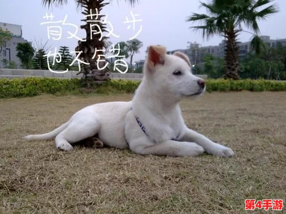 狗儿长大了1—40:从幼犬到成犬的成长历程与养护技巧分享 狗儿长大了1—40:从幼犬到成犬的成长历程与养护技巧分享