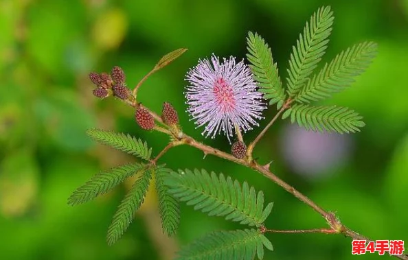 含羞草实验所隐藏2024：科学家发现新方法提升植物反应速度，引发广泛关注与讨论