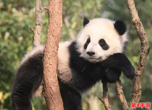 《太极熊猫》海洋系列混搭新风尚，解锁无限创意潮流装扮，打造专属你的炫酷角色形象！