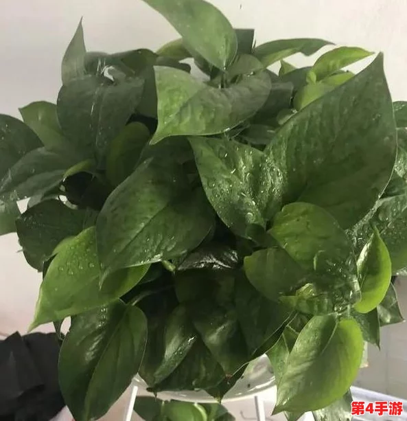 小白花浇灌日常:理解植物生长的奥秘与养护技巧分享 小白花浇灌日常:理解植物生长的奥秘与养护技巧分享