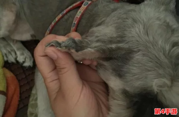 撕开内衣 挠奶头和屁股:这种行为是否反映了当代人对身体界限的挑战与性别观念的变化? 撕开内衣 挠奶头和屁股:这种行为是否反映了当代人对身体界限的挑战与性别观念的变化?