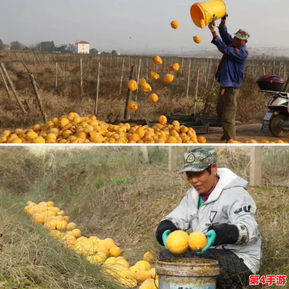 《我的世界》中高效种植土地的全面指南:从选地到丰收的实用技巧与策略 《我的世界》中高效种植土地的全面指南:从选地到丰收的实用技巧与策略