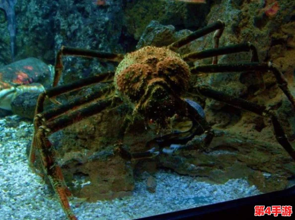 方舟迷失岛探秘:揭秘独特生态,遇见前所未见的特色奇异生物群落 方舟迷失岛探秘:揭秘独特生态,遇见前所未见的特色奇异生物群落