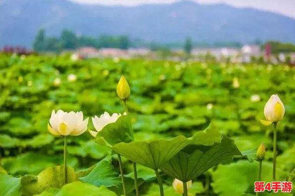 丰满多毛多水BBBBB，充满生机活力，展现出无限魅力和勃勃生机
