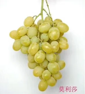 日本一产区与二产区的主要葡萄品种是什么？探讨其对当地酒文化和经济发展的影响