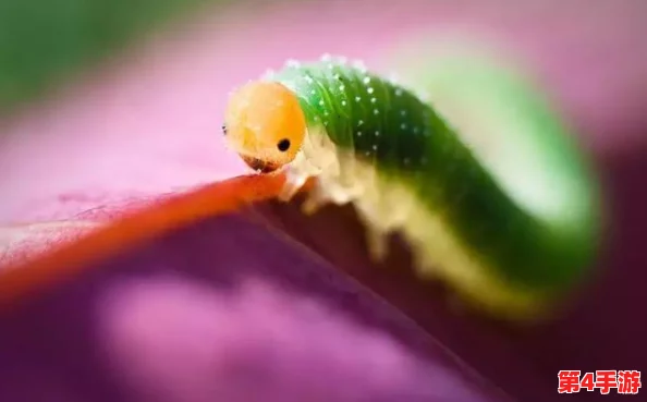 他的舌头探进蜜源毛毛虫说：生物互动的奥秘与启示
