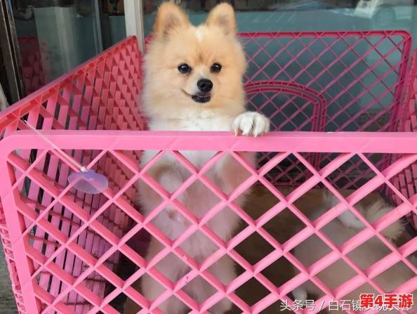 孟狐狸：神秘消失背后竟藏着不为人知的爱情故事，圈内好友纷纷猜测她的新恋情！