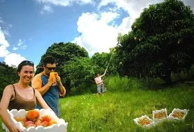 二人世界拨罗卜：情侣共同体验田园生活，感受自然的乐趣与甜蜜时光