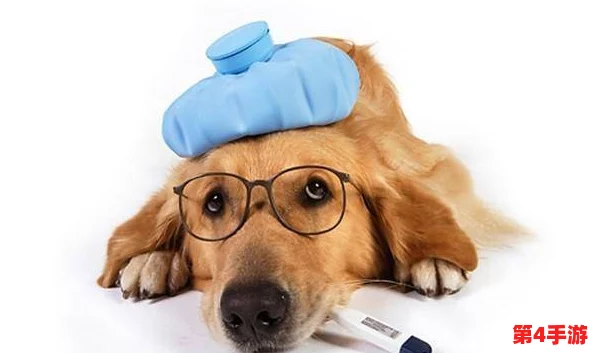 ZOOMSERVO兽狗牧场:宠物, 狗粮, 宠物用品, 猫咪玩具, 宠物服装, 小动物笼 ZOOMSERVO兽狗牧场:宠物, 狗粮, 宠物用品, 猫咪玩具, 宠物服装, 小动物笼