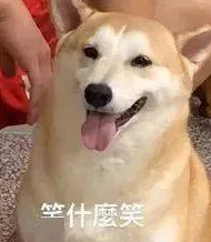 真实粗暴 交videos乱叫的现象：网络平台色情内容监管缺失与青少年心理健康问题的关联分析