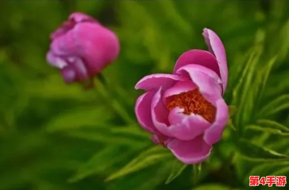 香软玉滑(林芍药)_网友热议：这种花的美丽与芬芳让人陶醉，真是春天里的绝佳选择！