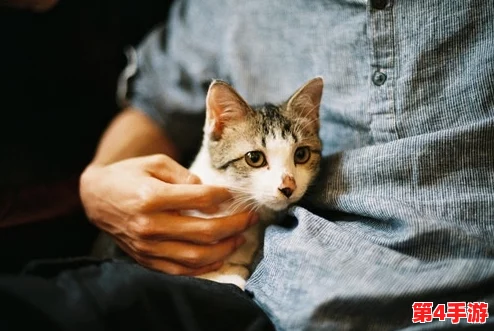 猫咪mv最新地域网名怎么取：创意灵感与热门趋势的全面分析与推荐