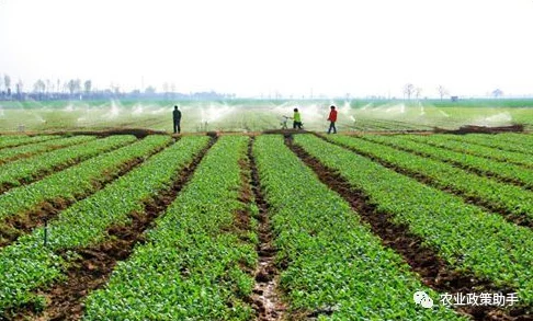 麻豆一二三土豆:探讨其在现代农业中的应用与发展前景及对农民收入的影响分析 麻豆一二三土豆:探讨其在现代农业中的应用与发展前景及对农民收入的影响分析